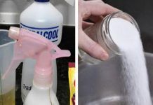 Cómo deshacerse de las pulgas, hormigas y cucarachas de tu casa: guía completa