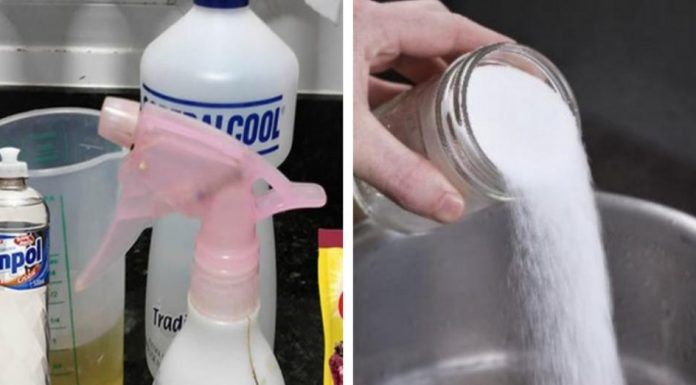 Cómo deshacerse de las pulgas, hormigas y cucarachas de tu casa: guía completa