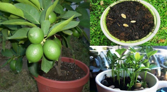 Cómo plantar un Limonero en Maceta: Guía paso a paso
