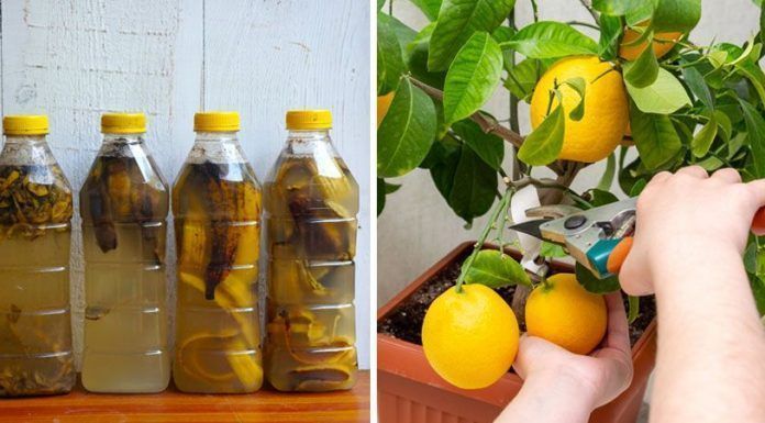 2 Fertilizantes Caseros para Mejorar la Producción de Frutos en tus Plantas