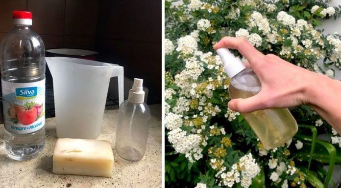 Spray casero para plantas: Cómo hacer un repelente natural para prevenir plagas