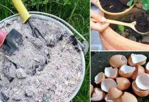 4 formas de hacer abono orgánico casero para tus plantas