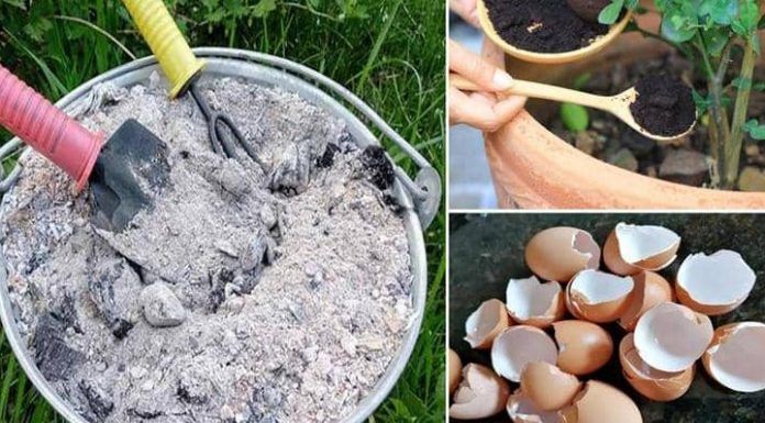 4 formas de hacer abono orgánico casero para tus plantas