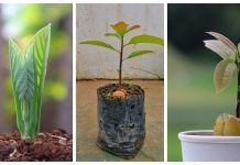 6 Consejos para el Cultivo Exitoso de Aguacate en Maceta y Lograr una Buena Cosecha