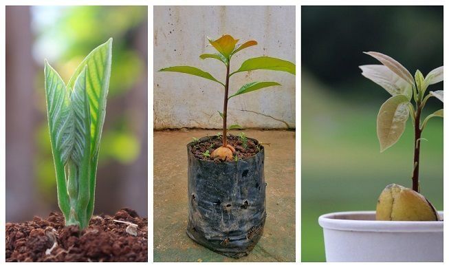 6 Consejos para el Cultivo Exitoso de Aguacate en Maceta y Lograr una Buena Cosecha