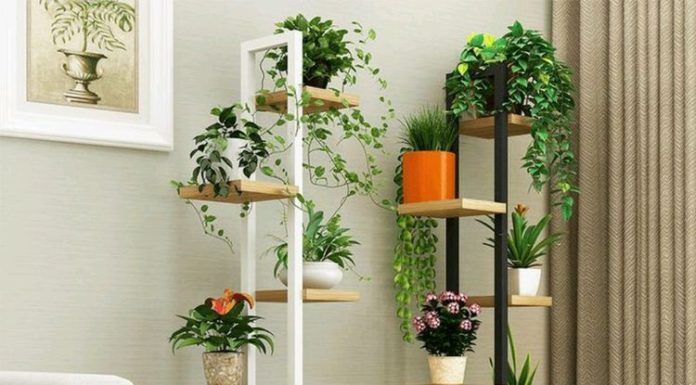 Beneficios de tener plantas en casa para la decoración y salud